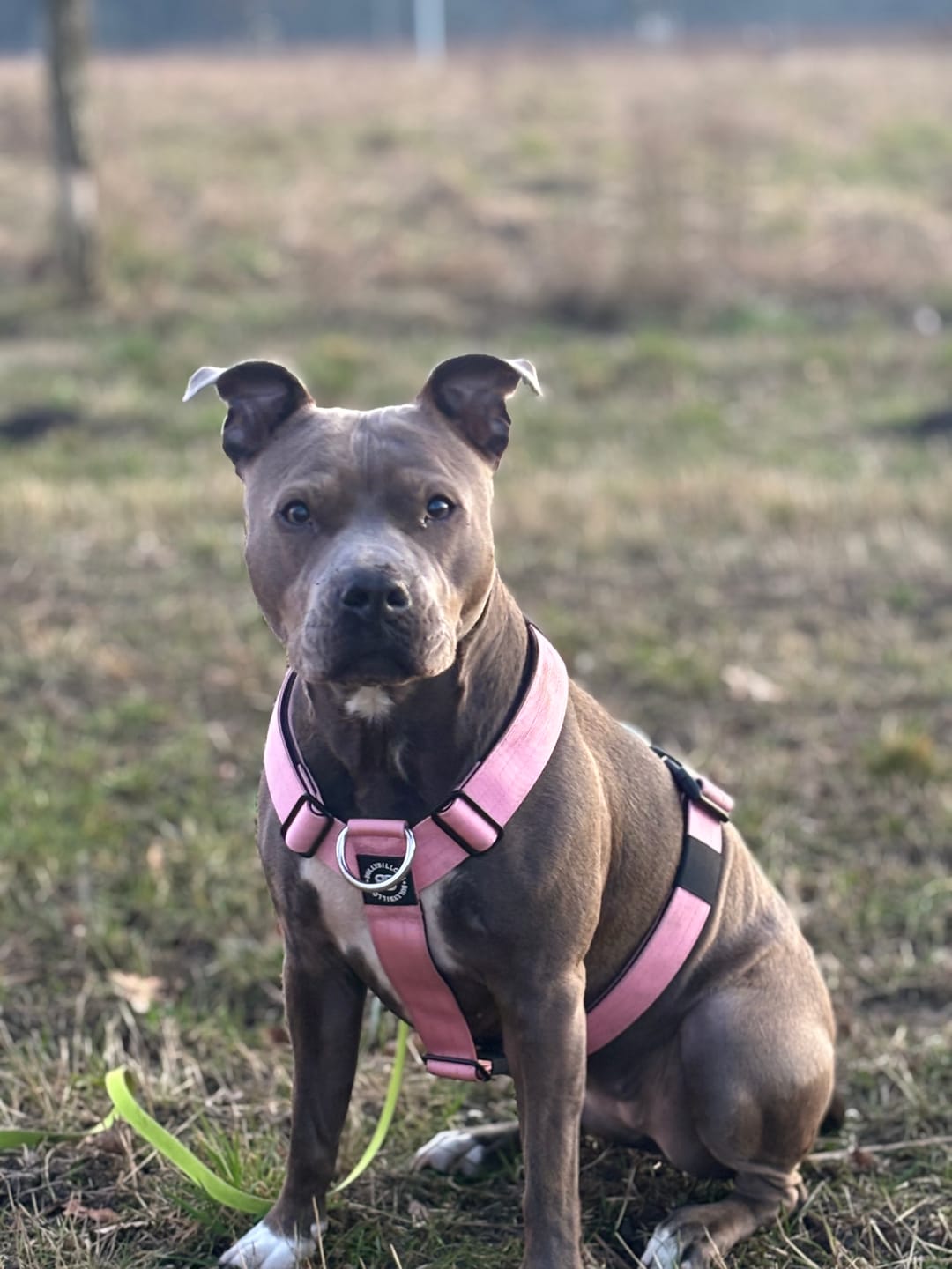 Customer photo review of Training Anti Pull TRI-Harness® | M-XL Breeds - Pink