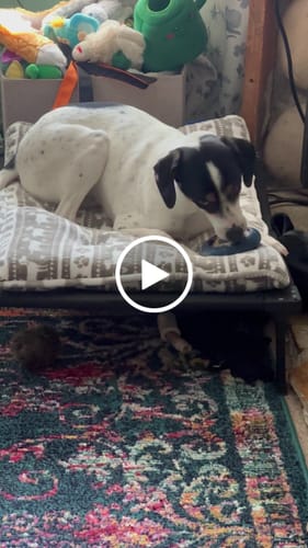 Customer video review of Freez Doughnut - Super Durable Treat Toy