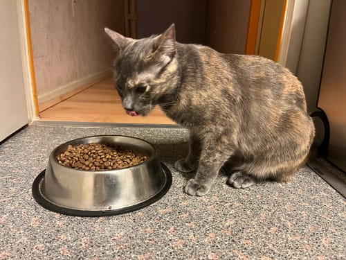 Avis photo d'un client sur Croquettes Chat Stérilisé Sans Céréales - Poulet