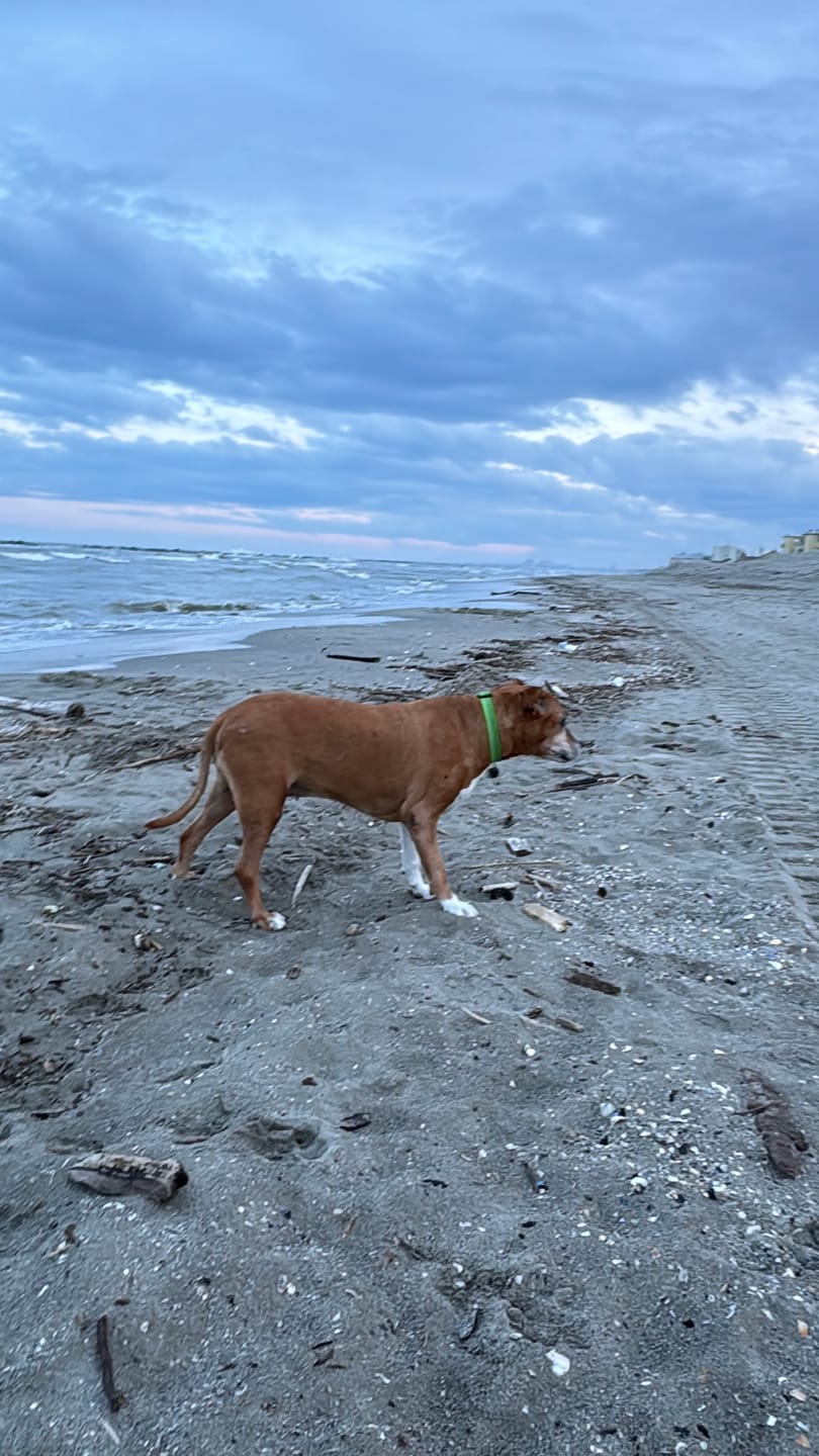 Customer photo review of LEGART POWER 60 cpr - Supporto Articolare Per Cani