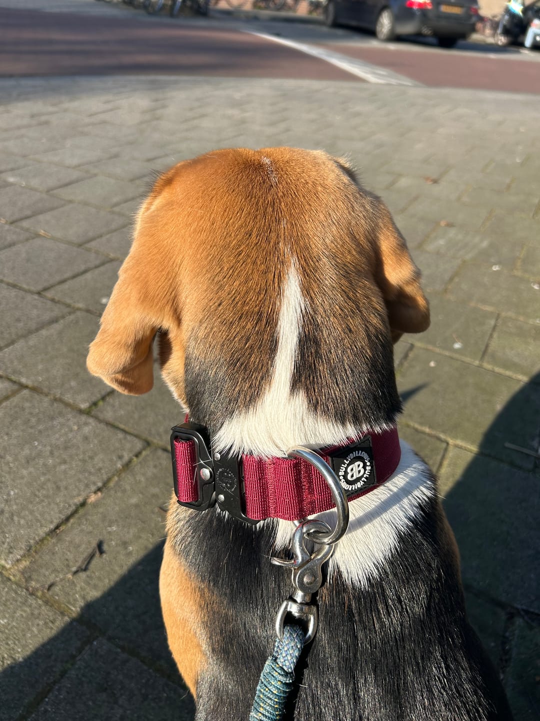 Customer photo review of 4cm Combat® Collar | Rated Clip - NO HANDLE - Burgundy