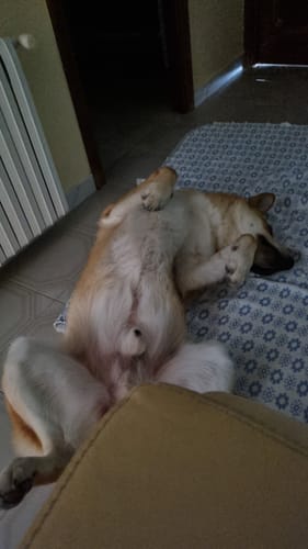 Customer photo review of Grain Free Adult Chicken & Turkey