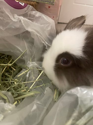 Customer photo review of Timothy Hay Box 'Blend'