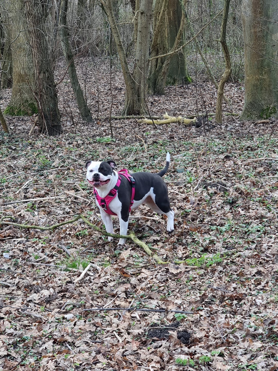 Customer photo review of Anti Pull Harness | With Handle & Lighter | Hurricane Harness - Carminerose