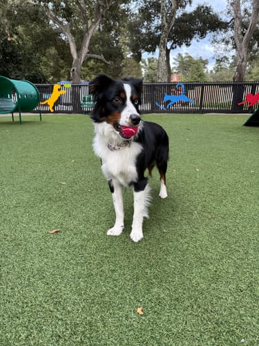 Customer photo review of Hands-Free Leash Adapter