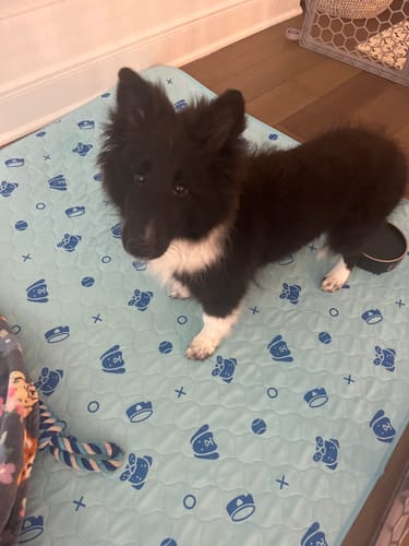 Customer photo review of Potty Buddy™ - The Durable Leak-Free Potty Pad