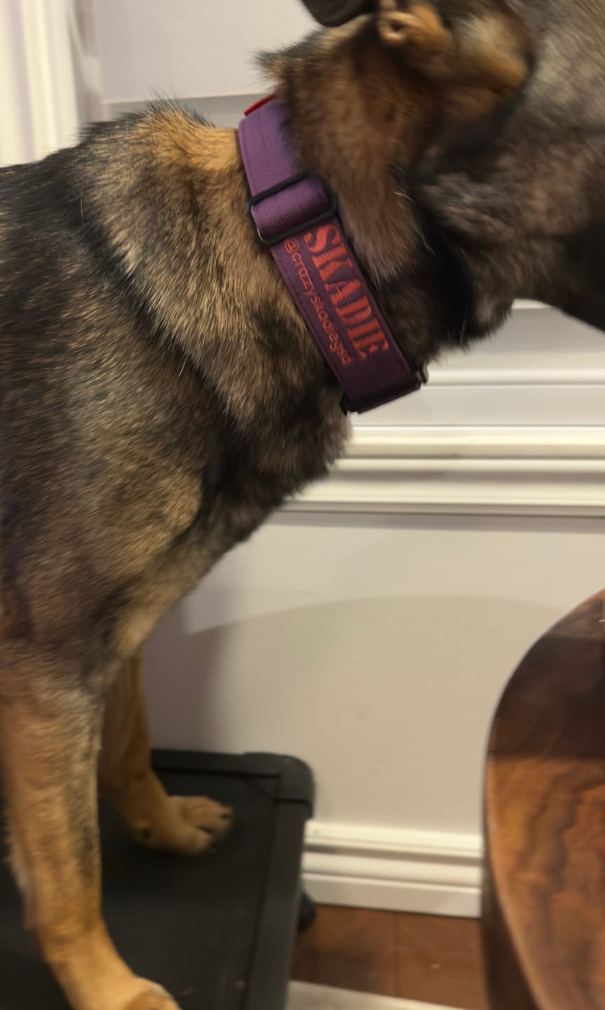 Customer photo review of 1.5" Tacti Slim Dog Collar - Grape