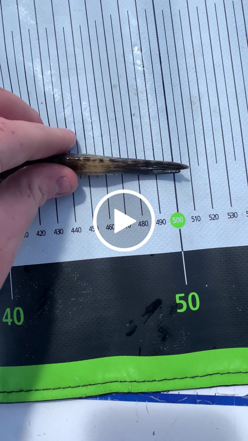 Customer video review of DEATH TAIL