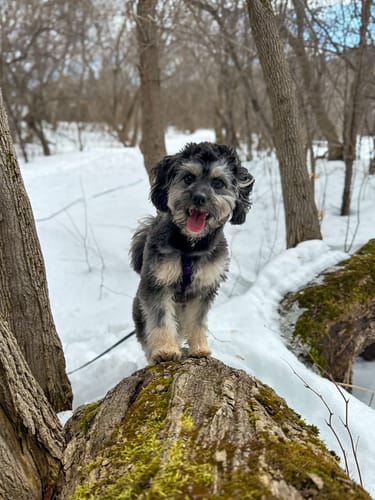 Customer photo review of Biothane Long Line with Detachable Handle