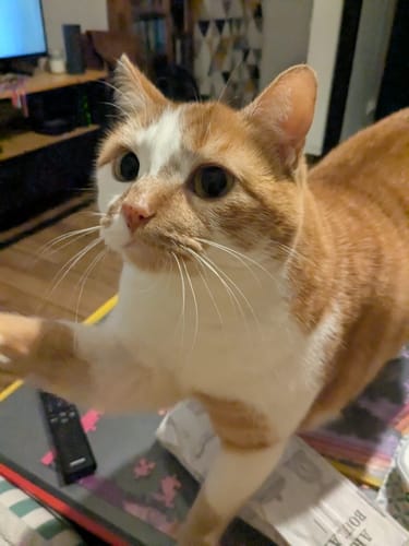 Avis photo d'un client sur Croquettes Chat Stérilisé Sans Céréales - Poulet