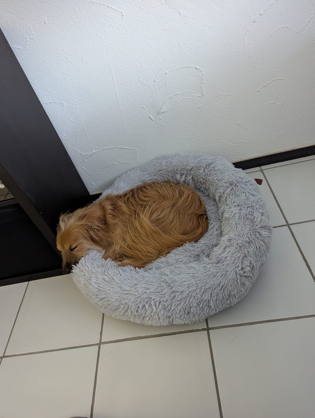 Customer photo review of Hundebett Belune® - Das Original