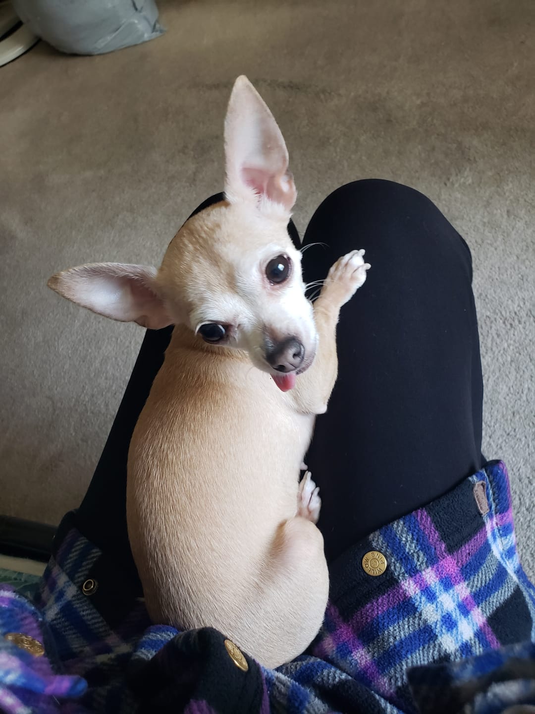 Customer photo review of Strong Paws Recovery Drops - 250mg