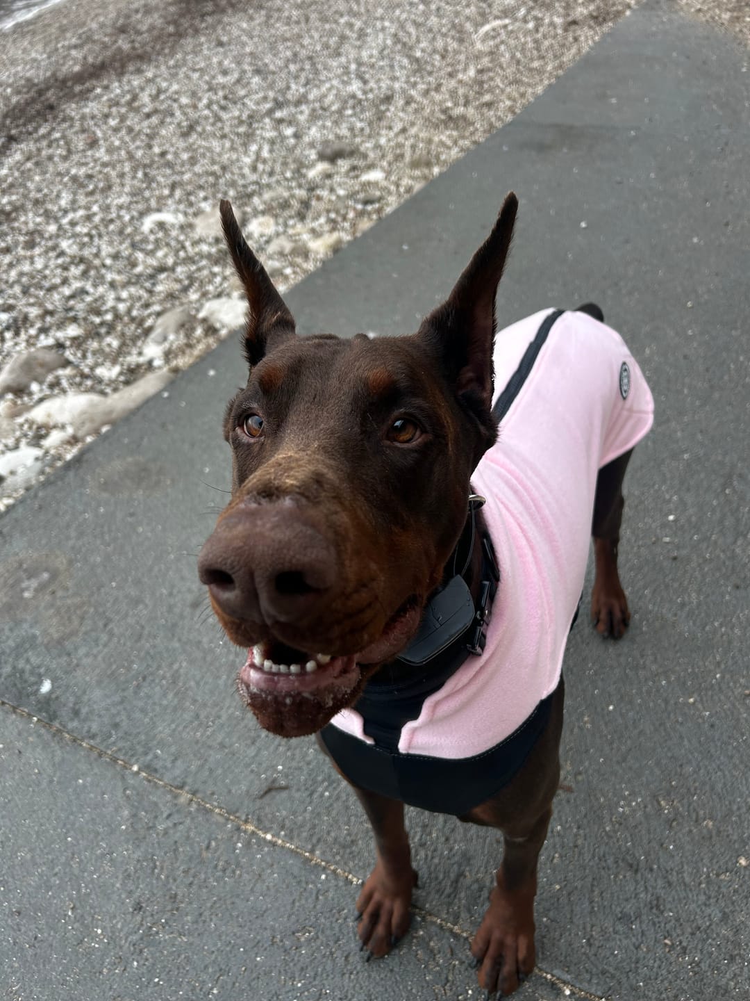 Customer photo review of Dog Fleece With Zip - Pink