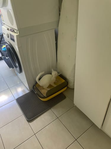 Customer photo review of 1 Month Supply - 1 Cat - One-Time Purchase