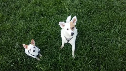 Customer photo review of Lucky Belly