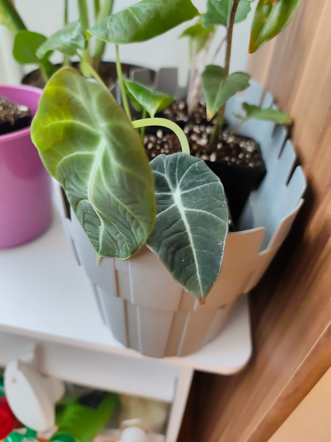 Customer photo review of ALOCASIA BLACK VELVET