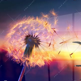 Customer photo review of Acrylglasbild | Pusteblume No. 5 | Quadrat