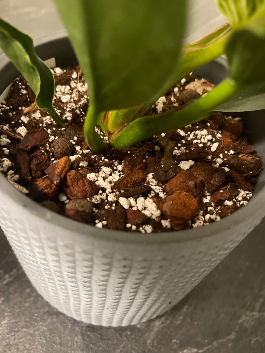 Customer photo review of SUBSTRAT - MISCHUNG ZIMMERPFLANZEN