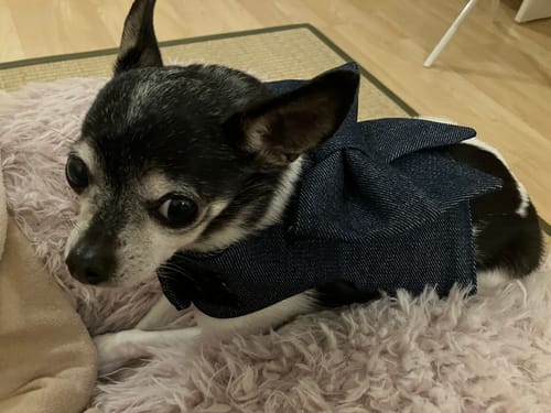 Customer photo review of Bow Harness