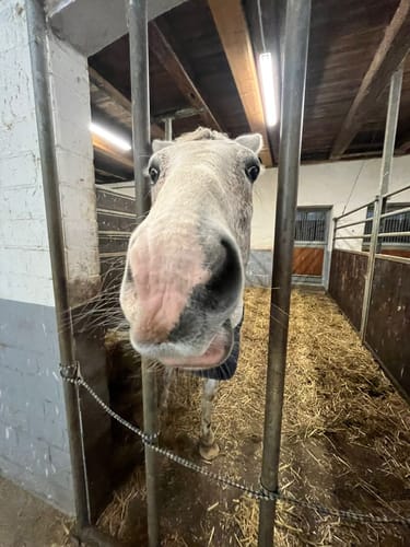 Customer photo review of Strotonin Horse Support
