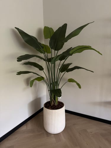 Customer photo review of Strelitzia Kunstplant 180cm