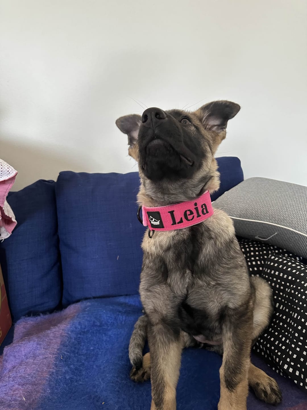 Customer photo review of Hundhalsband med namn