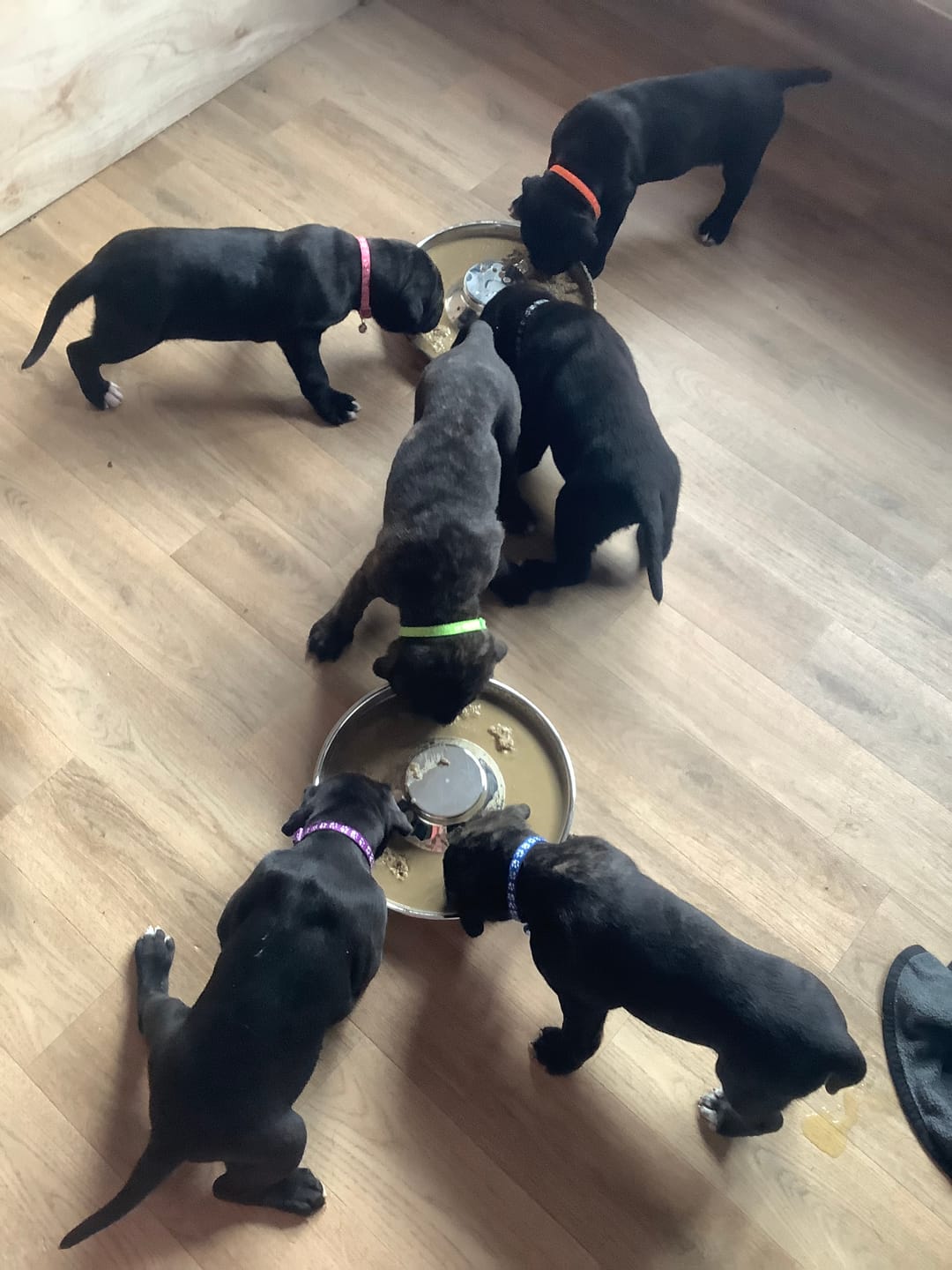 Customer photo review of Five Fish Small Breed Dry Food