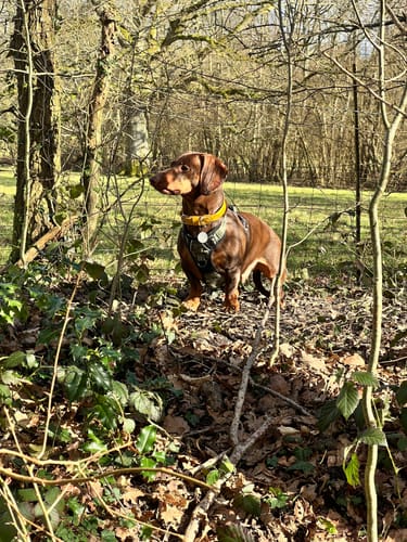 Customer photo review of Vegan Leather Dog Collar - Amber