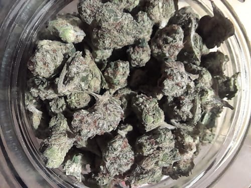 Customer photo review of Gorilla Glue THCA Flower