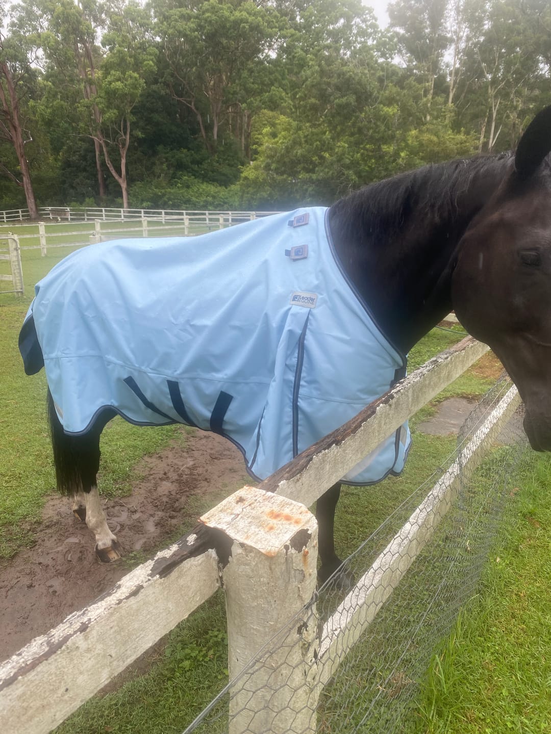 Customer photo review of LE Boxter Turnout 0g