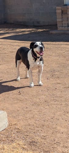 Customer photo review of Blu Replacement Pods