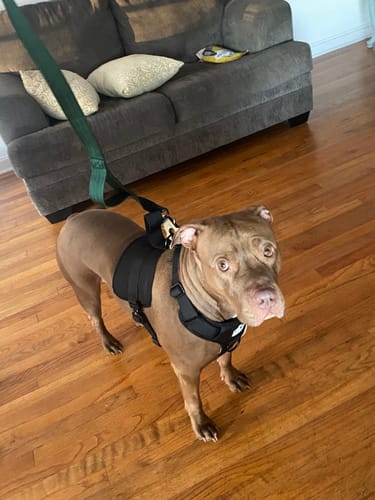 Customer photo review of No Pull Bully Proof Harness