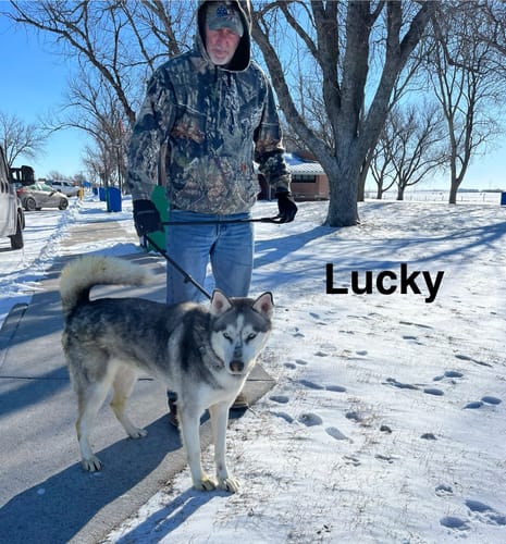 Customer photo review of Classic Heavy-Duty Tactical No-Pull Team K9™ Dog Harness With Front & Back D-Rings, Quick-Release Metal-Buckles, Hook & Loop Panels, & Top Handle