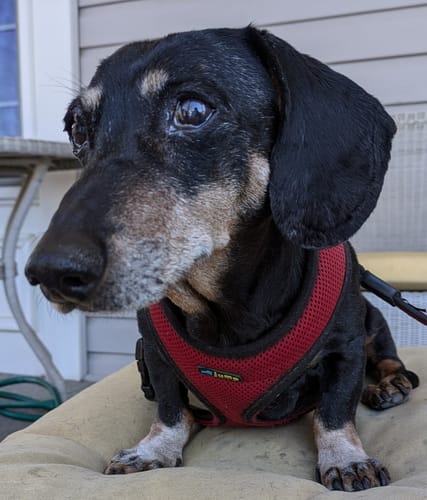 Customer photo review of DE-01™ Dental Dogbiotic