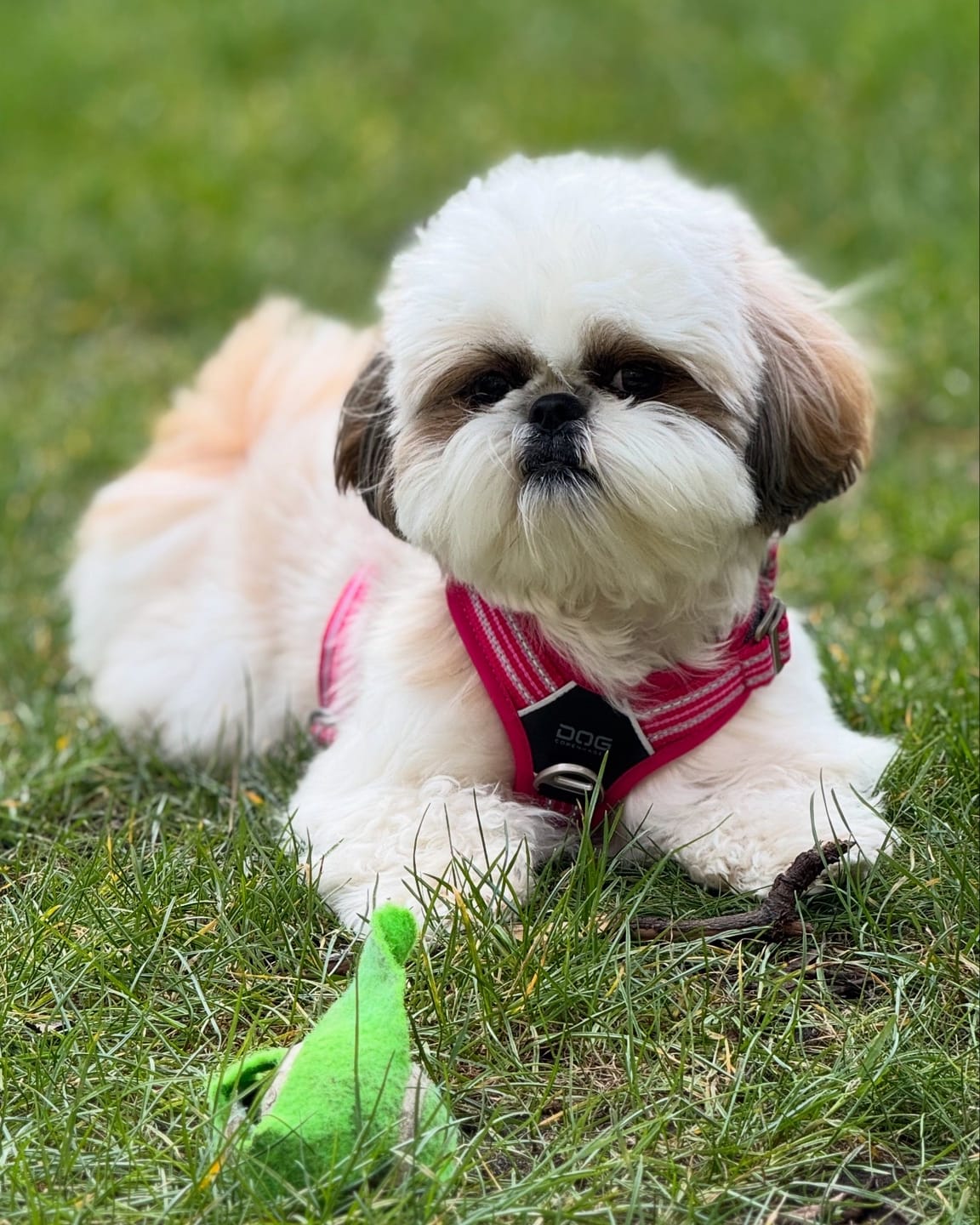 Customer photo review of Dog Copenhagen Comfort Walk Air™ hundesele Wild Rose