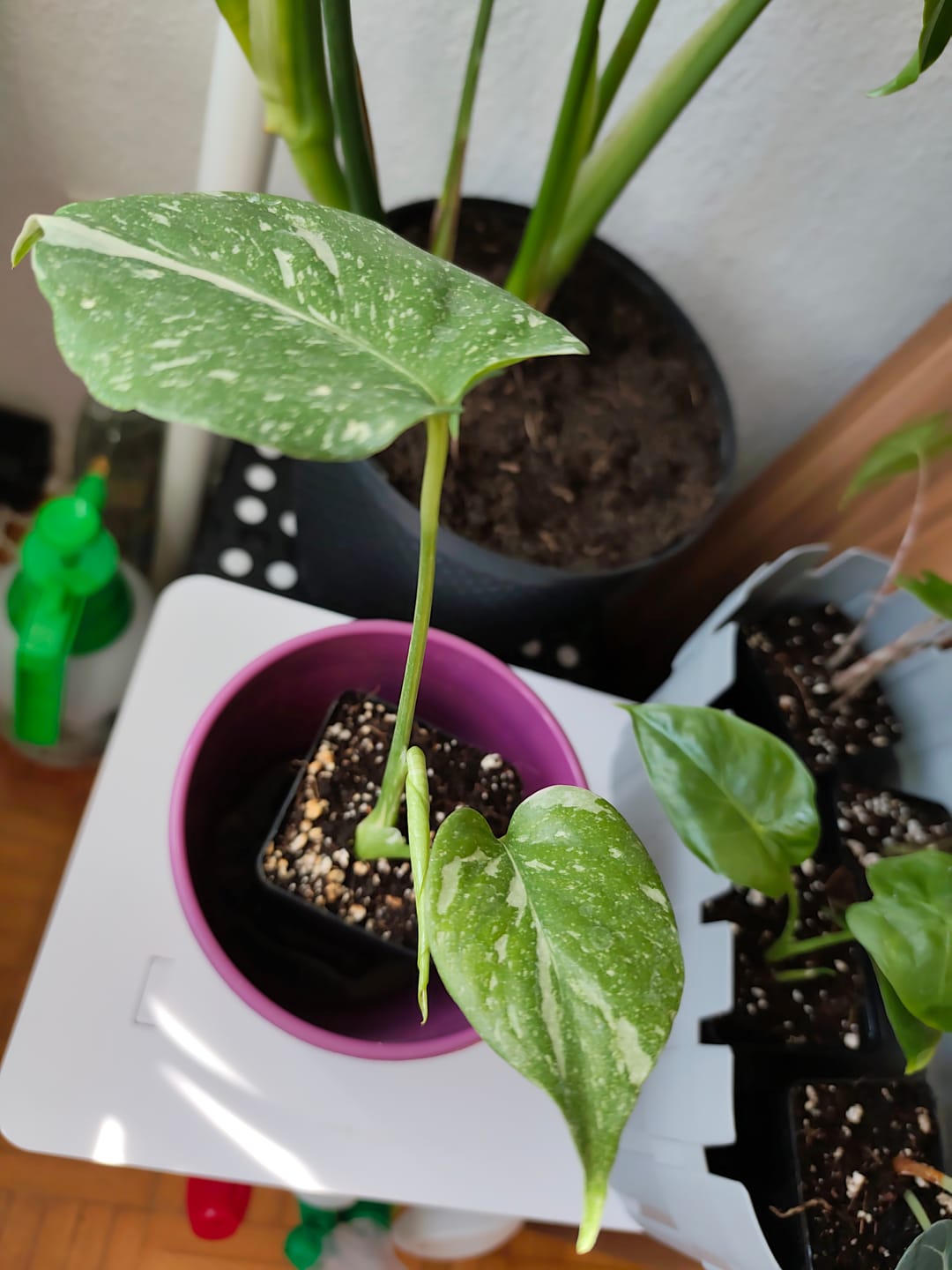 Customer photo review of MONSTERA THAI CONSTELLATION