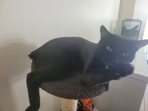 Customer photo review of 3 Month Supply - 4 Cats