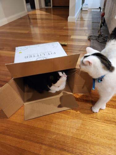 Customer photo review of 1 Month Supply – 3 Cat