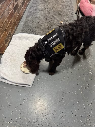 Customer photo review of NEW Upgraded Tactical No-Pull Team K9™ Dog Harness with 4 Quick-Release Metal Buckles, Reinforced Front & Back D-Rings, Hook & Loop Panels, Adjustable Straps, Reflective Strips, & Top Handle