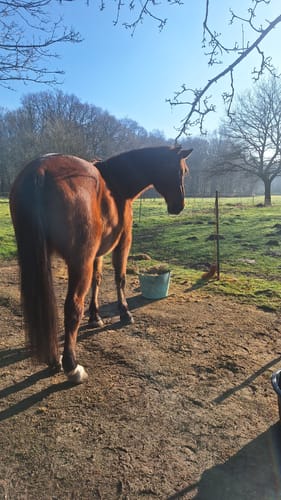 Customer photo review of Strotonin Horse Support