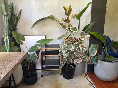 Customer photo review of A120 Vinyl Record Shelf