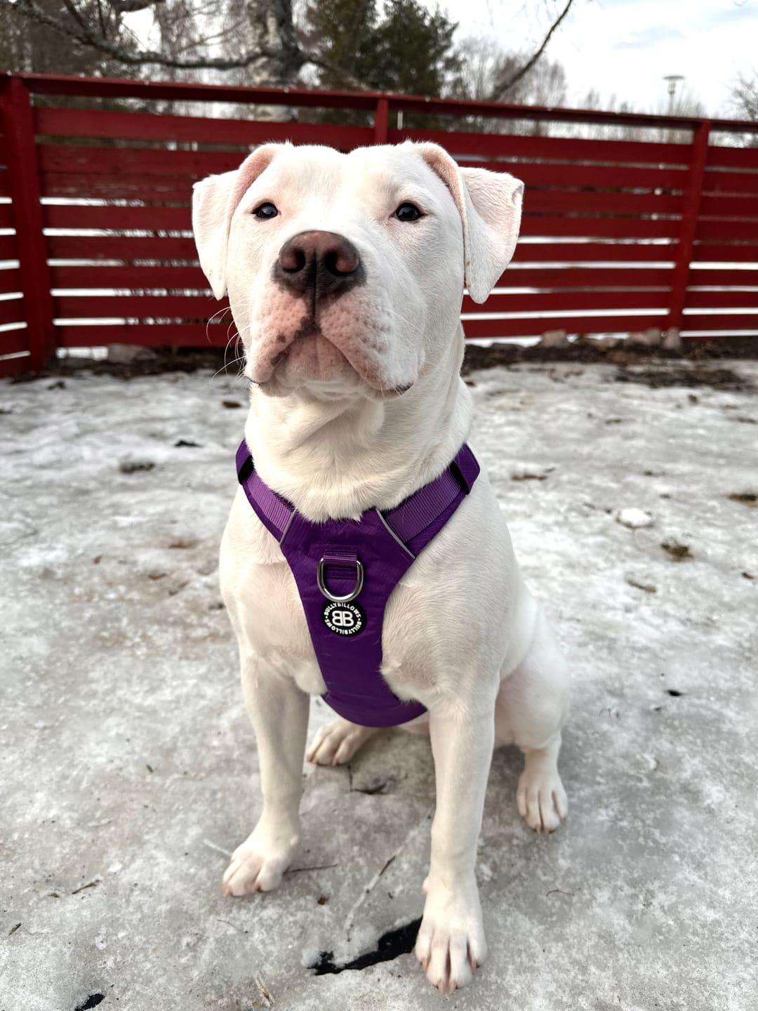 Customer photo review of Air Harness | Anti-Pull & With Handle - Purple