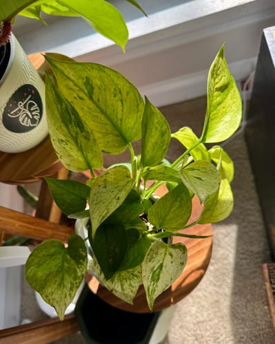 Customer photo review of Winter Protection Insurance