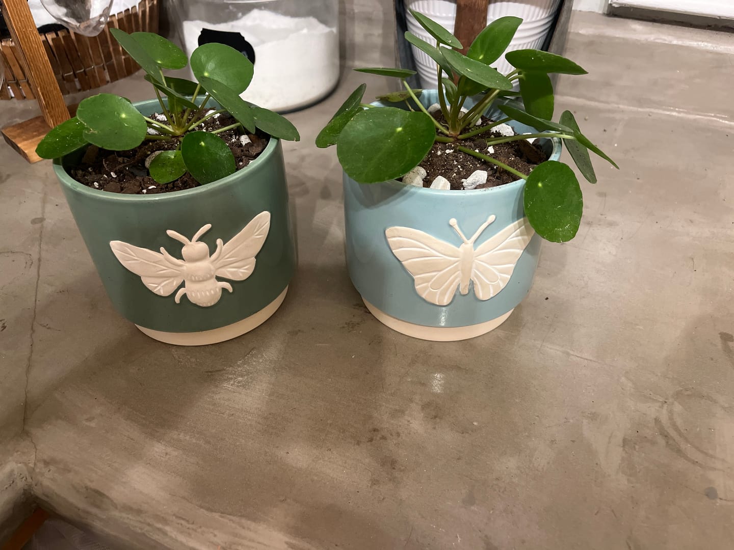 Customer photo review of Pilea peperomioides