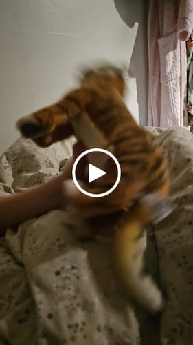 Customer video review of Hansa Creation Amur Tiger 24cm