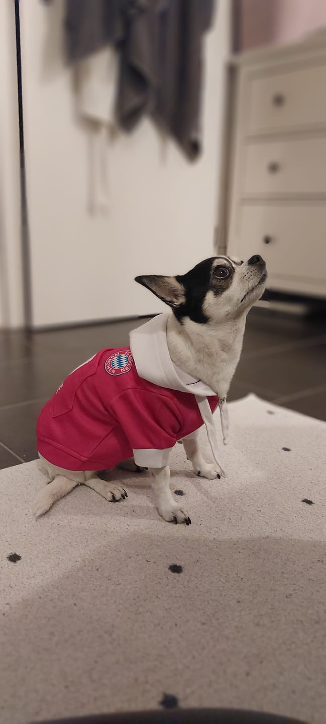 Customer photo review of FC Bayern Munich Dog Hoodie