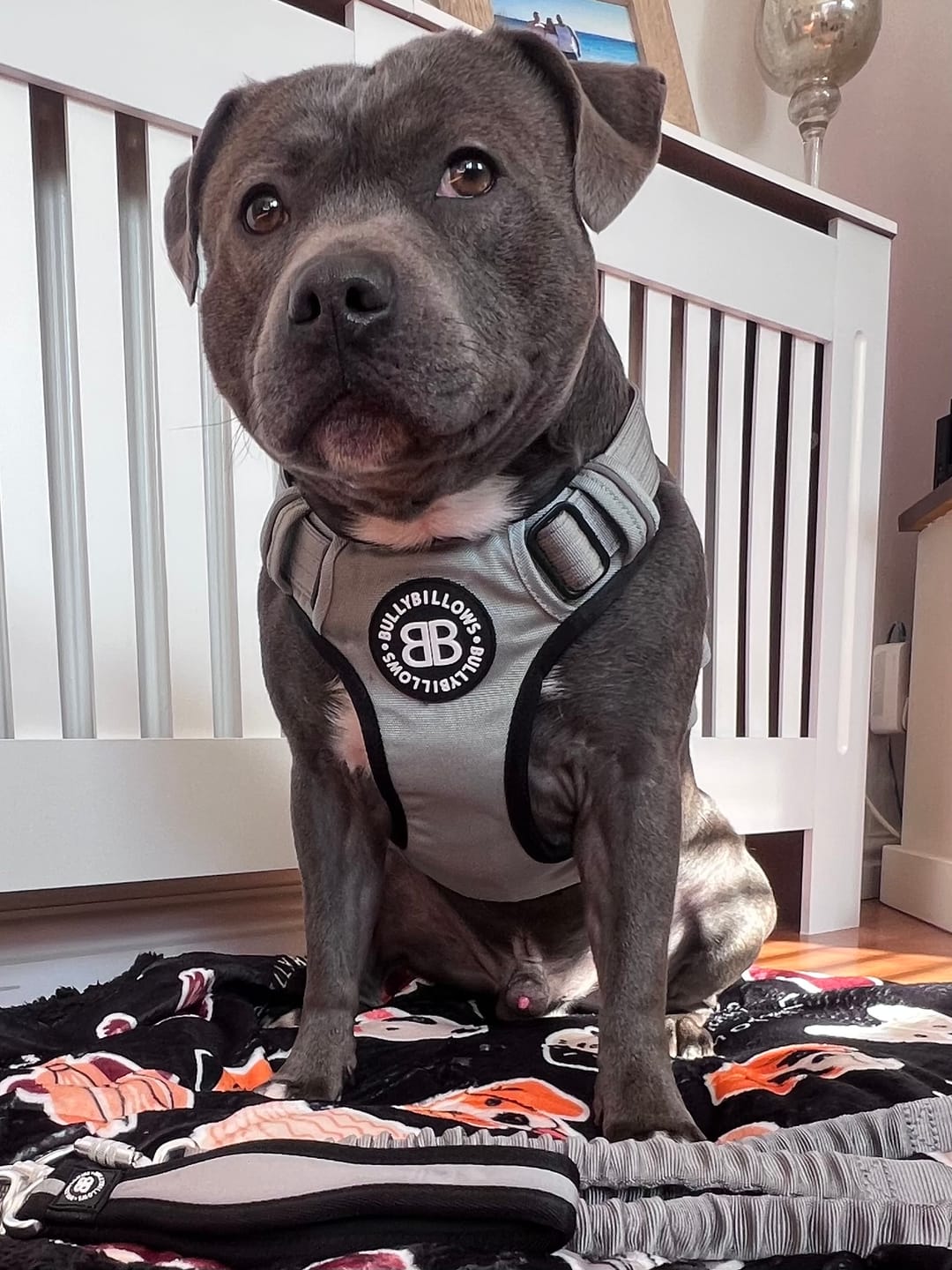 Customer photo review of Comfort Premium Harness | Non Restrictive - Metal Grey