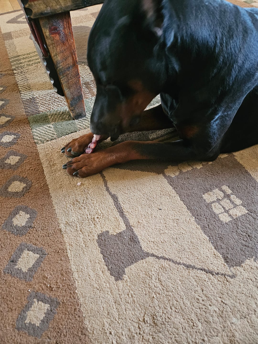 Customer photo review of 6 Inch Thick Braided Bully Stick