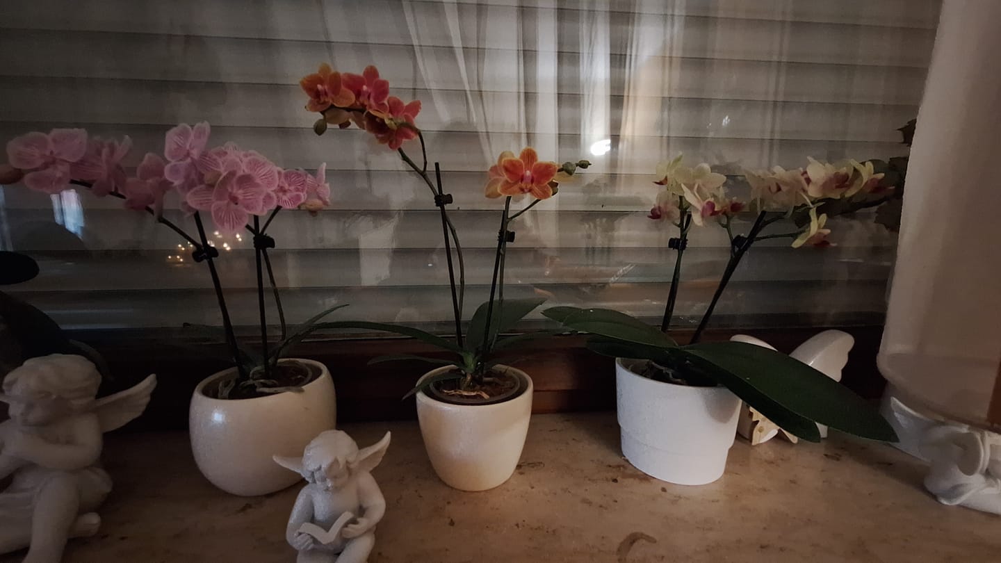 Customer photo review of Table Dance Farbmix im 3er Set mit 2 Rispen