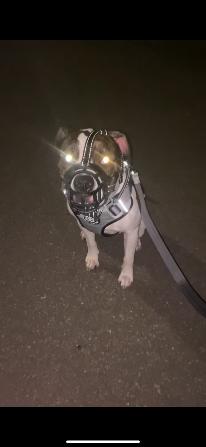 Customer photo review of Comfort Premium Harness | Non Restrictive - Metal Grey